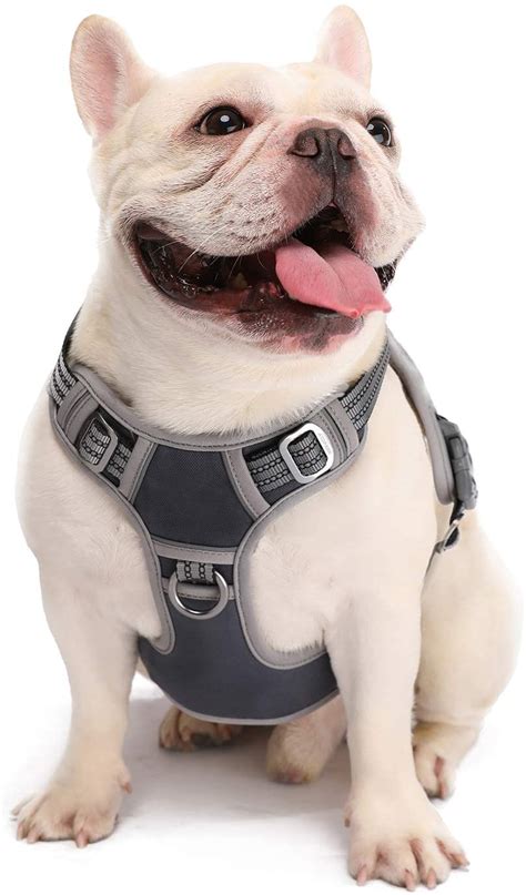 best harness for french bulldog.